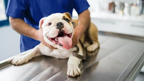 Discover Quality Veterinary Care at VCA American River Animal Hospital