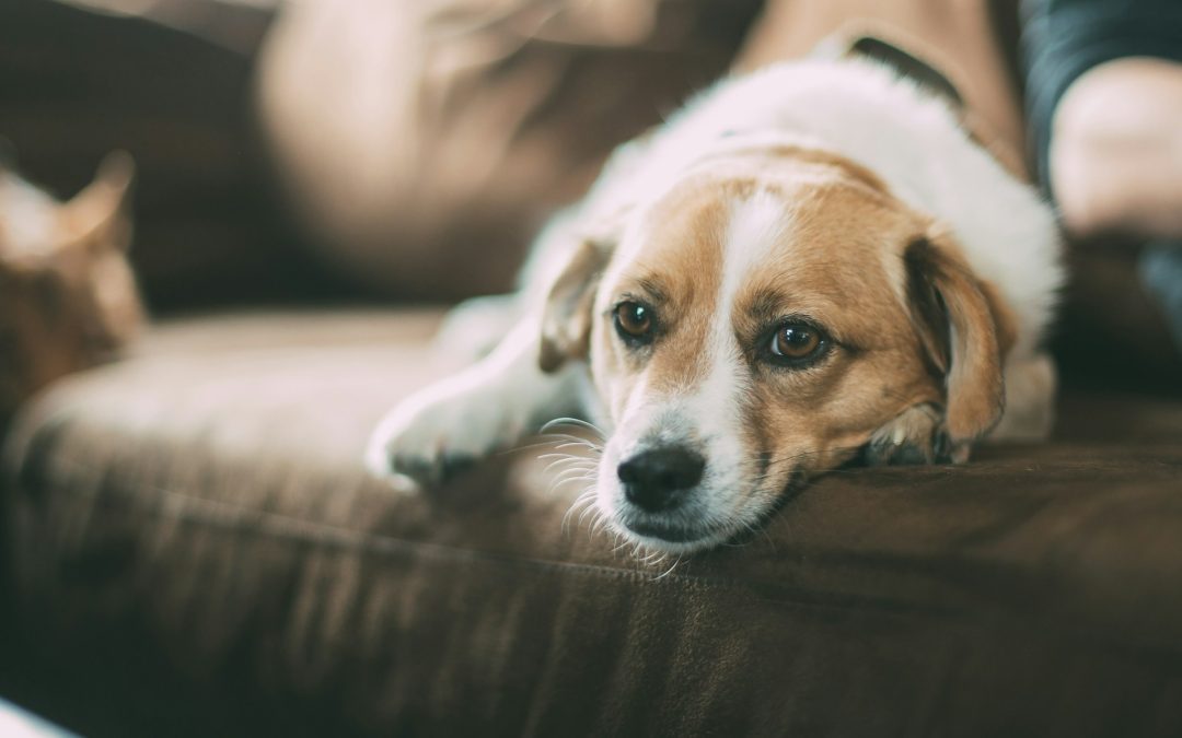 Heather Ridge: Where Pets and People Live in Harmony