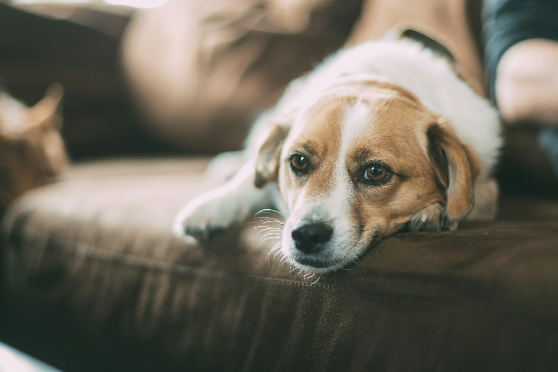 Heather Ridge: Where Pets and People Live in Harmony