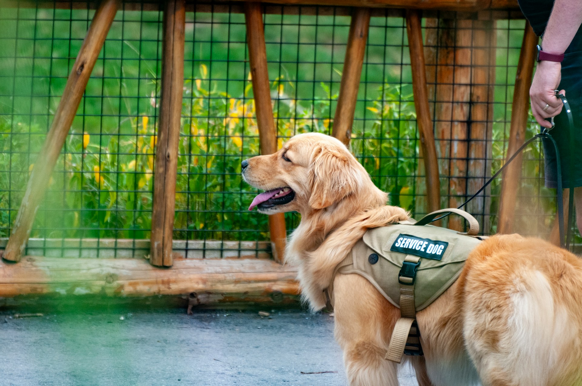 Stars and Stripes Dog Rescue: Where Pups and Vets Find Their Perfect Match